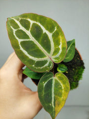 Anthurium Red Crystallinum Aurea