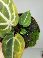 Anthurium Red Crystallinum Aurea