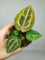 Anthurium Red Crystallinum Aurea