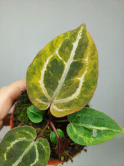 Anthurium Red Crystallinum Aurea