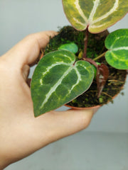 Anthurium Red Crystallinum Aurea