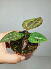 Anthurium Red Crystallinum Aurea