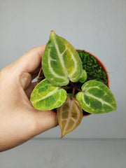 Anthurium Red Crystallinum Aurea