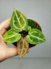 Anthurium Red Crystallinum Aurea