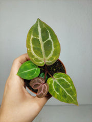 Anthurium Red Crystallinum Aurea