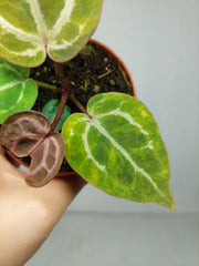 Anthurium Red Crystallinum Aurea