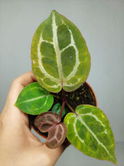 Anthurium Red Crystallinum Aurea