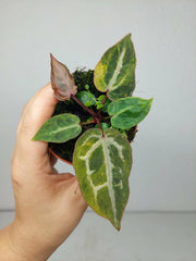Anthurium Red Crystallinum Aurea