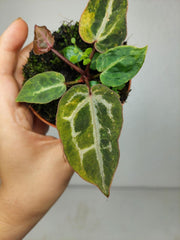 Anthurium Red Crystallinum Aurea