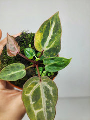 Anthurium Red Crystallinum Aurea