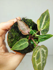Anthurium Red Crystallinum Aurea