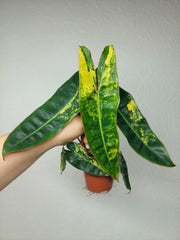 Philodendron Billietiae Variegata (zum aussuchen)