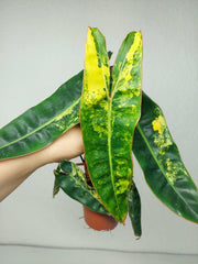 Philodendron Billietiae Variegata (zum aussuchen)