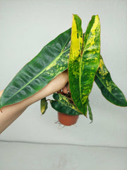 Philodendron Billietiae Variegata (zum aussuchen)