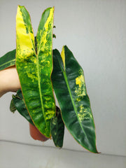 Philodendron Billietiae Variegata (zum aussuchen)