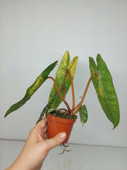 Philodendron Billietiae Variegata (zum aussuchen)