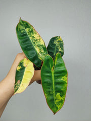 Philodendron Billietiae Variegata (zum aussuchen)