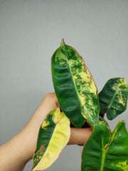 Philodendron Billietiae Variegata (zum aussuchen)