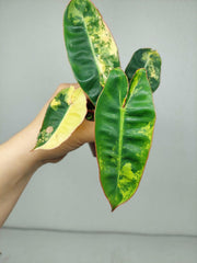Philodendron Billietiae Variegata (zum aussuchen)