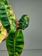 Philodendron Billietiae Variegata (zum aussuchen)