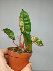 Philodendron Billietiae Variegata (zum aussuchen)