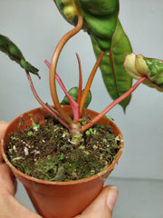 Philodendron Billietiae Variegata (zum aussuchen)