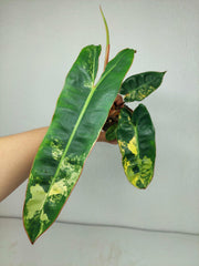 Philodendron Billietiae Variegata (zum aussuchen)