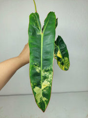 Philodendron Billietiae Variegata (zum aussuchen)
