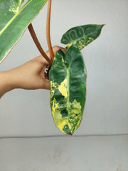 Philodendron Billietiae Variegata (zum aussuchen)