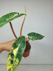 Philodendron Billietiae Variegata (zum aussuchen)