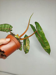 Philodendron Billietiae Variegata (zum aussuchen)