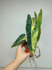 Philodendron Billietiae Variegata (zum aussuchen)