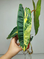 Philodendron Billietiae Variegata (zum aussuchen)