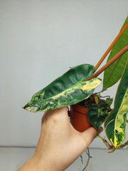 Philodendron Billietiae Variegata (zum aussuchen)
