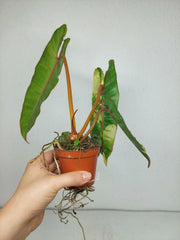 Philodendron Billietiae Variegata (zum aussuchen)