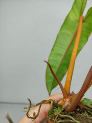 Philodendron Billietiae Variegata (zum aussuchen)