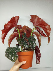 Begonia Palmata D. Don buschig