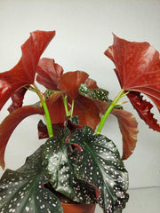 Begonia Palmata D. Don buschig