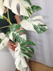 Monstera Variegata (zum aussuchen)