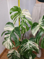 Monstera Variegata (zum aussuchen)