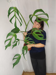 Monstera Burle Marx Flame XXL