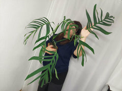 Monstera Croatii