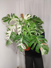 Monstera Variegata buschig