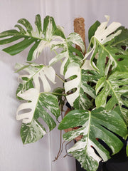 Monstera Variegata buschig