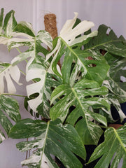 Monstera Variegata buschig