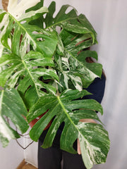 Monstera Variegata buschig