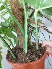 Monstera Variegata buschig
