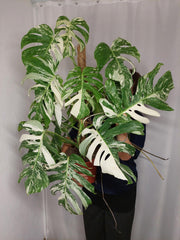 Monstera Variegata buschig