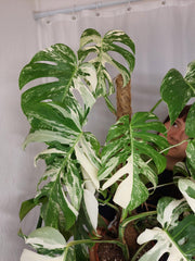 Monstera Variegata buschig
