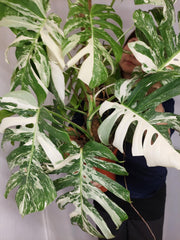 Monstera Variegata buschig